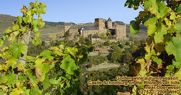 Golden wine autumn season: Castle Schonburg on the Rhine River hills near Oberwesel.